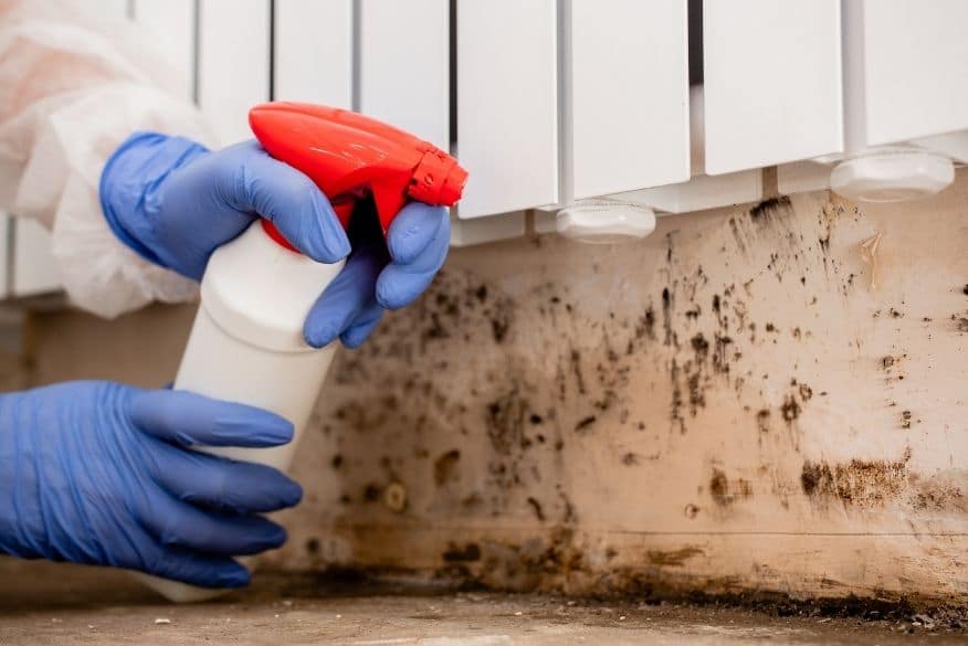 Mold Removal Morristown